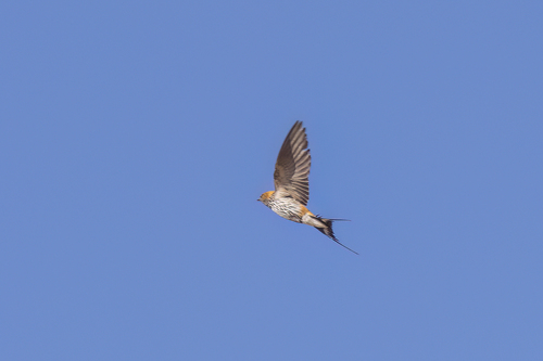 Lesser Striped Swallow