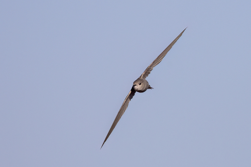 African Palm Swift
