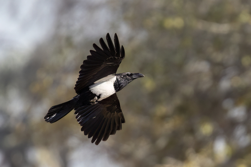 Pied Crow
