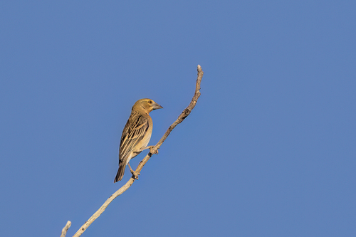 Chestnut Weaver