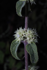 Asterohyptis stellulata