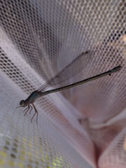 Enallagma recurvatum