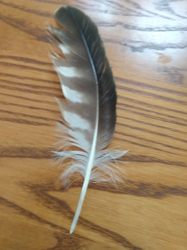 Plume de Balbuzard pêcheur