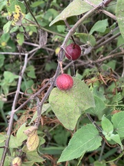 Passiflora rubra