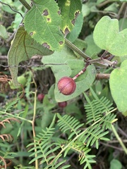 Passiflora rubra, photograph (c) Dairon Cuevas Riveras, some rights reserved (CC BY-SA)
