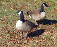 Branta canadensis parvipes