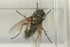 Macquartia dispar
