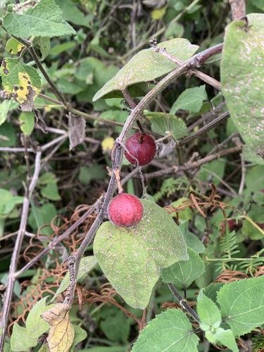 Passiflora rubra, photograph 3