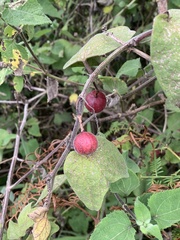 Passiflora rubra, photograph (c) Dairon Cuevas Riveras, some rights reserved (CC BY-SA)