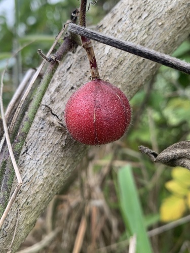 Passiflora rubra, photograph 4