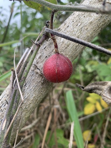 Passiflora rubra, photograph 5