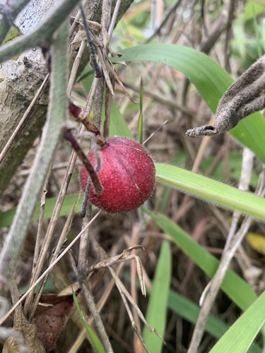 Passiflora rubra, photograph 6