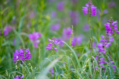 Physostegia pulchella