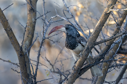 iNaturalist image