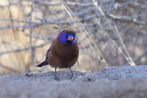 Violet-eared Waxbill