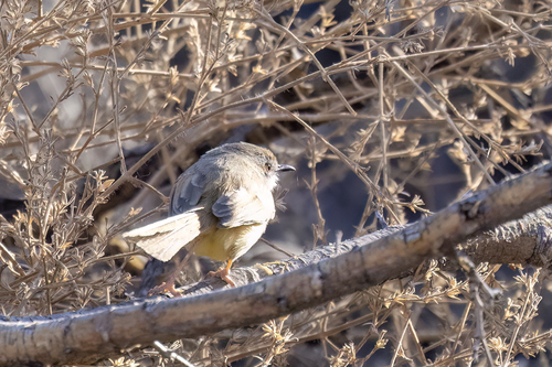 Black-chested Prinia