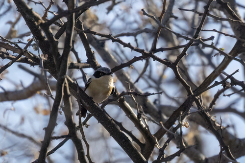 Pririt Batis