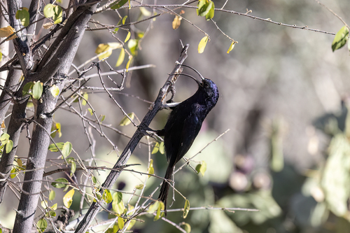 Common Scimitarbill