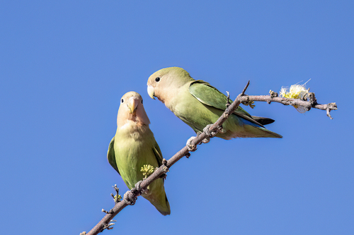 Rosy-faced Lovebird