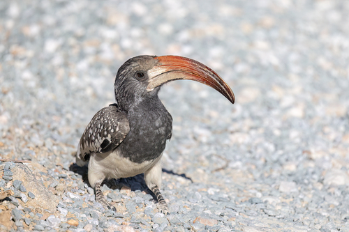 Monteiro's Hornbill