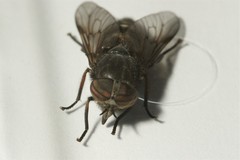 Hybomitra bimaculata
