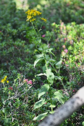 Doronicum austriacum, photograph 1