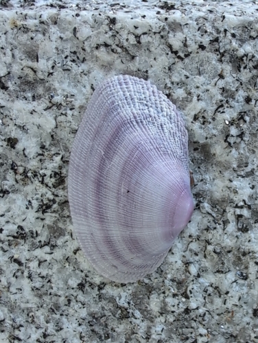 Asaphis deflorata observed 2026-08-20