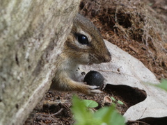 Tamias striatus