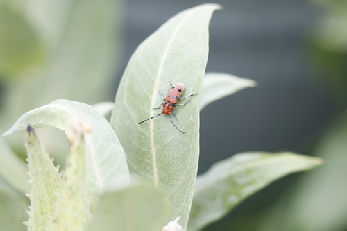 Red-femured Milkweed Borer