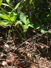 Enallagma recurvatum