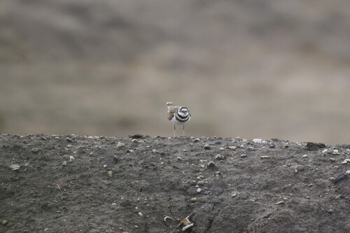 Killdeer