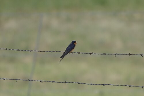 Barn Swallow