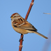 American Tree Sparrow - Photo (c) JanetandPhil, some rights reserved (CC BY-NC-ND)