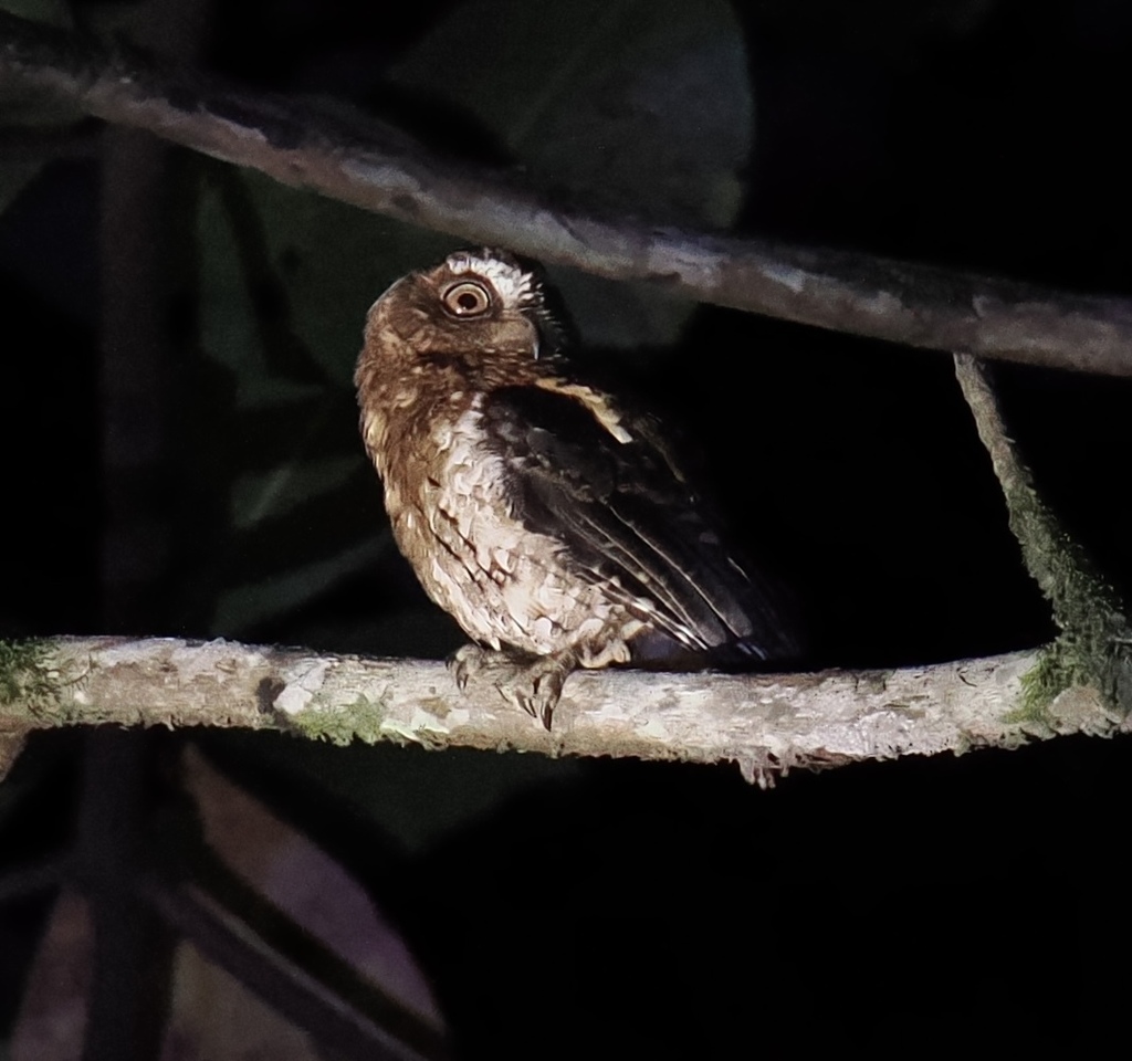 Celepuk sulawesi (Otus manadensis)