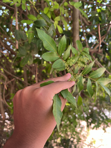 Brazilian pepper