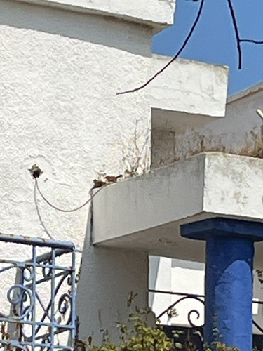 House Bunting