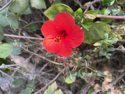 Tricolor Hibiscus