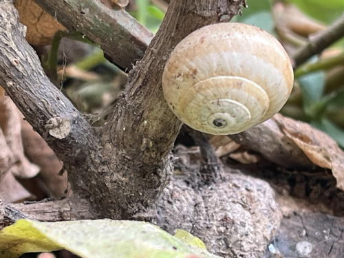 White Italian Snail