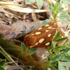 Arctia aulica