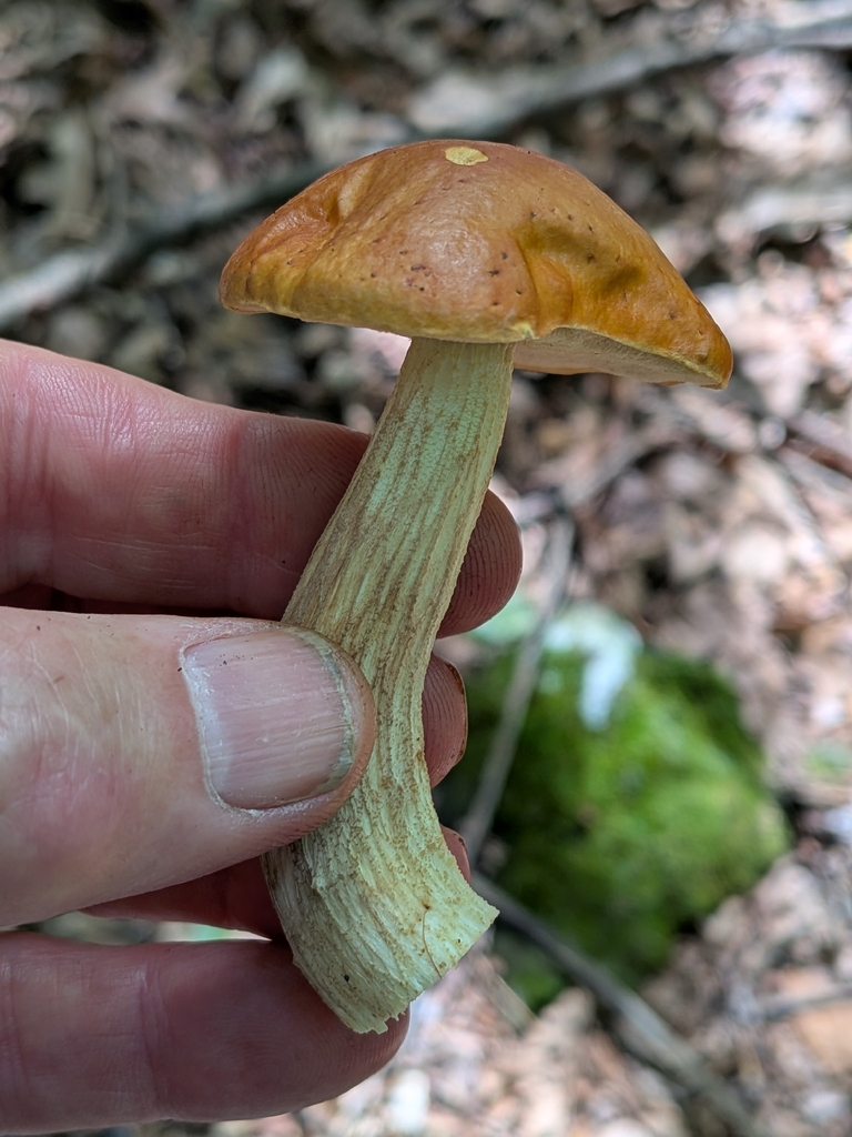 Leccinum longicurvipes · August 2026 · photo: Photo: no rights reserved · iNaturalist