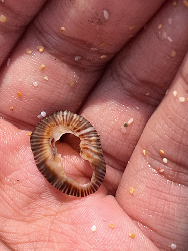 Striped false limpet