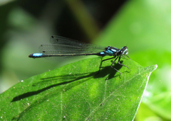 Zoniagrion exclamationis