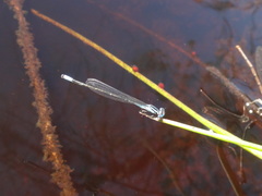 Enallagma divagans