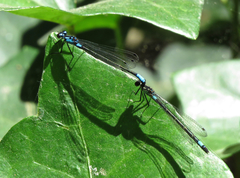 Zoniagrion exclamationis