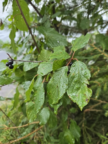 alder buckthorn