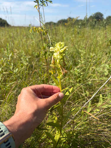 swamp lousewort