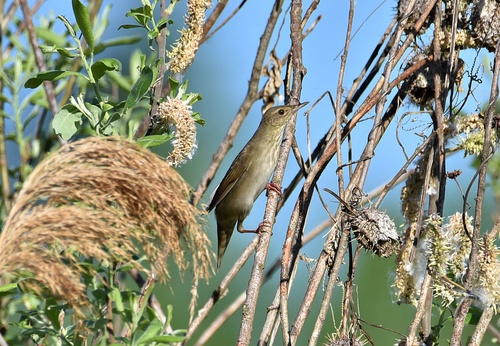 iNaturalist image