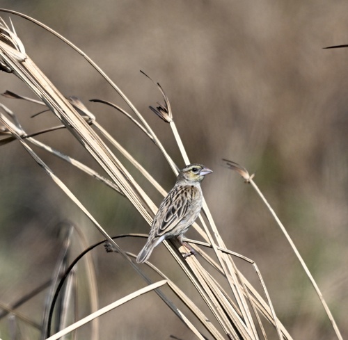 iNaturalist image