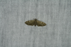 Eupithecia pusillata