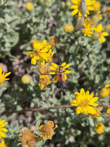 Colorado Soldier Beetle